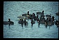 10610-00038-Great Blue Heron, Ardea herodias.jpg