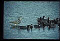 10610-00039-Great Blue Heron, Ardea herodias.jpg