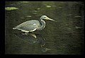 10610-00042-Great Blue Heron, Ardea herodias.jpg
