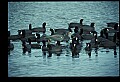 10610-00043-Great Blue Heron, Ardea herodias.jpg