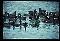 10610-00044-Great Blue Heron, Ardea herodias.jpg