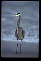 10610-00049-Great Blue Heron, Ardea herodias.jpg