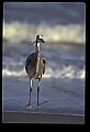 10610-00051-Great Blue Heron, Ardea herodias.jpg