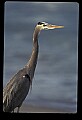 10610-00062-Great Blue Heron, Ardea herodias.jpg