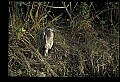 10610-00071-Great Blue Heron, Ardea herodias.jpg