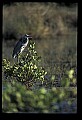 10610-00072-Great Blue Heron, Ardea herodias.jpg