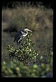 10610-00075-Great Blue Heron, Ardea herodias.jpg