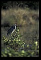 10610-00079-Great Blue Heron, Ardea herodias.jpg