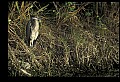 10610-00083-Great Blue Heron, Ardea herodias.jpg