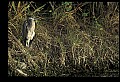 10610-00084-Great Blue Heron, Ardea herodias.jpg