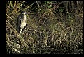 10610-00085-Great Blue Heron, Ardea herodias.jpg