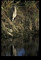 10610-00088-Great Blue Heron, Ardea herodias.jpg