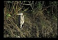 10610-00090-Great Blue Heron, Ardea herodias.jpg