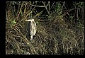 10610-00091-Great Blue Heron, Ardea herodias.jpg