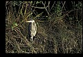 10610-00092-Great Blue Heron, Ardea herodias.jpg