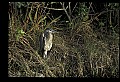 10610-00093-Great Blue Heron, Ardea herodias.jpg
