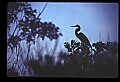 10610-00097-Great Blue Heron, Ardea herodias.jpg