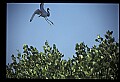 10611-00001-Herons.jpg