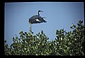 10611-00002-Herons.jpg