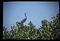 10611-00003-Herons.jpg