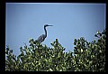 10611-00004-Herons.jpg