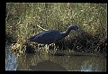 10611-00005-Herons.jpg