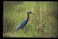 10611-00006-Herons.jpg