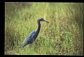 10611-00007-Herons.jpg