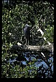 10611-00008-Herons.jpg