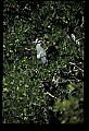 10611-00009-Herons.jpg