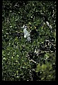 10611-00010-Herons.jpg