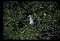 10611-00012-Herons.jpg