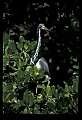 10611-00013-Herons.jpg