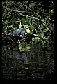 10611-00014-Herons.jpg