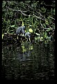 10611-00015-Herons.jpg