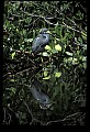 10611-00016-Herons.jpg