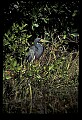 10611-00018-Herons.jpg