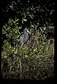 10611-00019-Herons.jpg