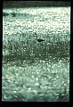 10611-00021-Herons.jpg