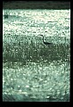 10611-00023-Herons.jpg