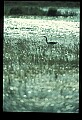 10611-00025-Herons.jpg