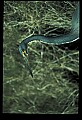 10611-00026-Herons.jpg