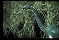 10611-00028-Herons.jpg