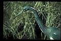 10611-00029-Herons.jpg