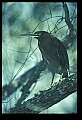10611-00030-Herons.jpg
