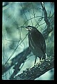 10611-00031-Herons.jpg