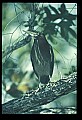 10611-00032-Herons.jpg