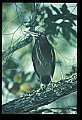 10611-00033-Herons.jpg