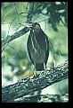 10611-00035-Herons.jpg