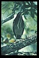 10611-00036-Herons.jpg